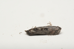 Acleris pulverosana