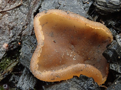 Peziza echinospora