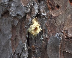 Dendroctonus micans