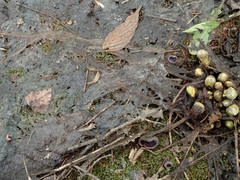 Geoscypha violacea