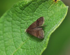 Anacampsis temerella