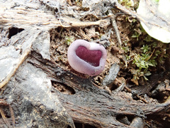 Geoscypha violacea