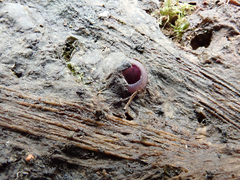 Geoscypha violacea