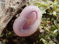 Geoscypha violacea