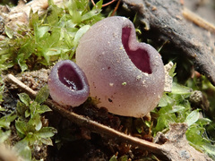 Geoscypha violacea