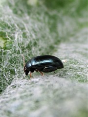 Psylliodes chalcomera