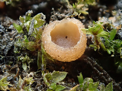 Peziza echinospora