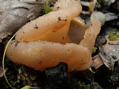 Peziza echinospora