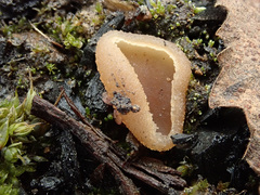 Peziza echinospora