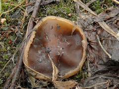 Peziza echinospora