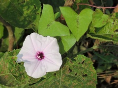 Ipomoea sagittifolia