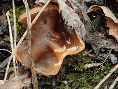 Peziza echinospora
