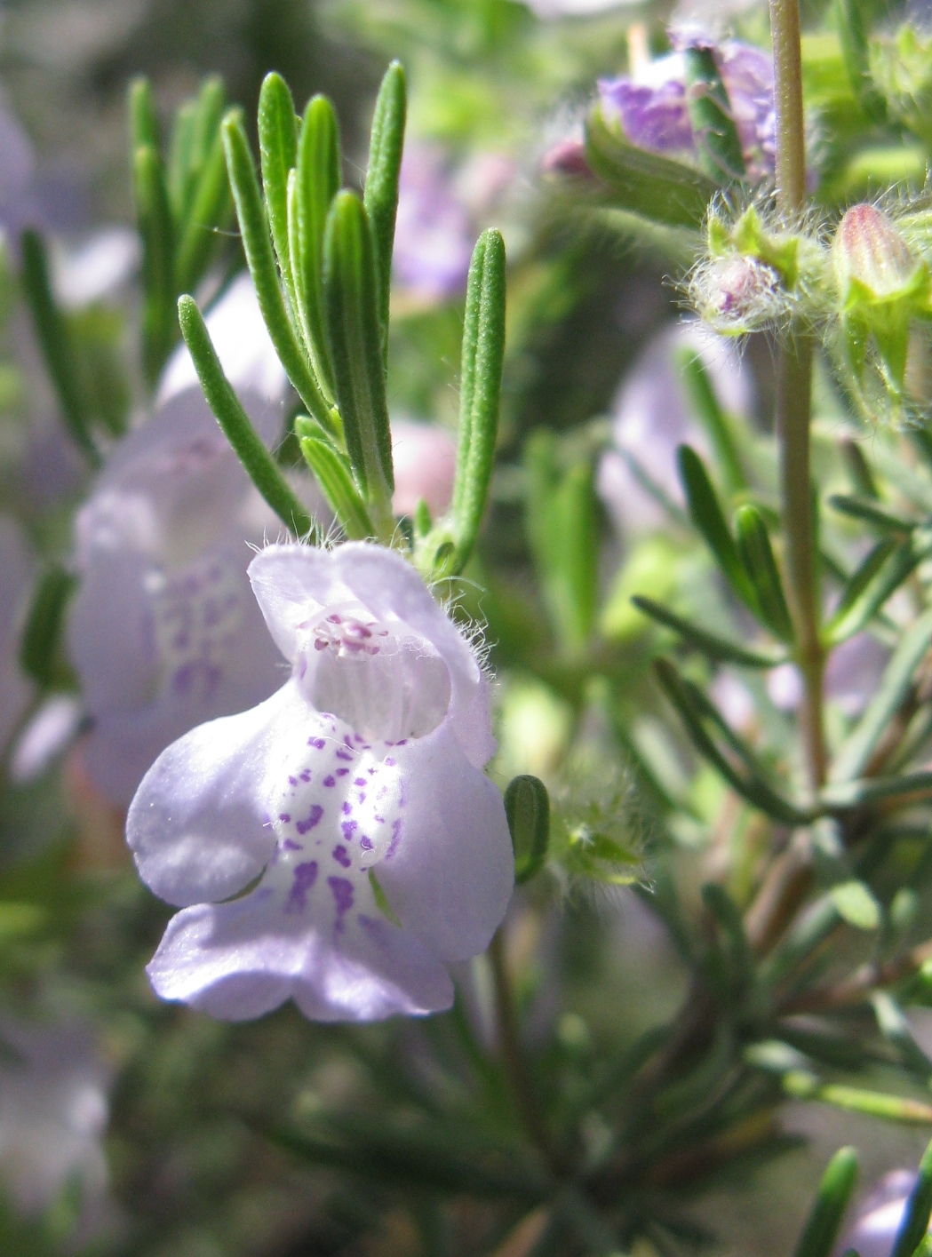 Conradina glabra