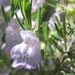 Apalachicola Rosemary - Photo (c) Charly Lewis, some rights reserved (CC BY)
