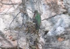 Cynanthus latirostris