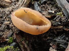 Peziza echinospora