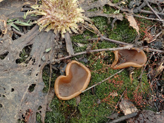 Peziza echinospora