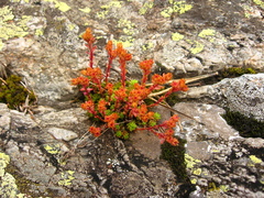 Sedum tenellum