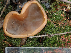 Peziza echinospora