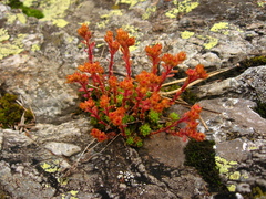Sedum tenellum