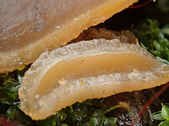 Peziza echinospora