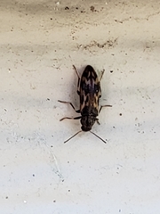 Prothalpia holmbergi