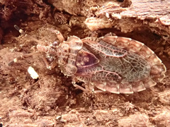 Aradus obtectus