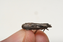 Acleris pulverosana