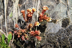 Sedum tenellum
