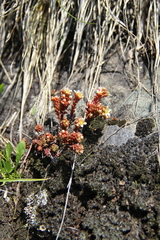 Sedum tenellum