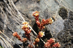 Sedum tenellum