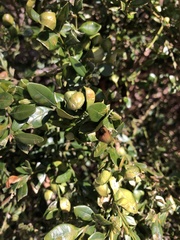 Monarthropalpus flavus