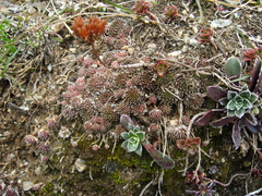 Sempervivum pumilum