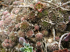 Sempervivum pumilum