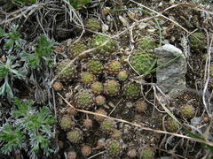 Sempervivum pumilum