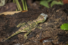 Anolis capito