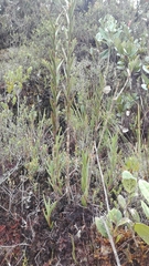 Epidendrum zipaquiranum