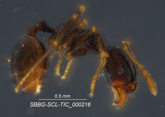 Pheidole clementensis