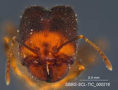 Pheidole clementensis