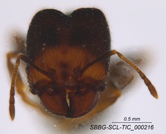 Pheidole clementensis