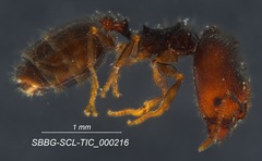 Pheidole clementensis