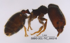 Pheidole clementensis