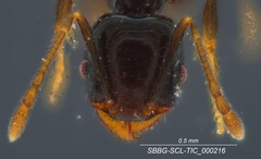 Pheidole clementensis