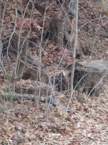 Eastern Chipmunk photographed in Delaware