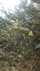 Cestrum buxifolium