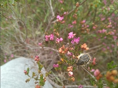 Tropinota squalida