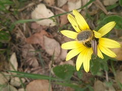 Tropinota squalida