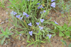 Tradescantia subacaulis