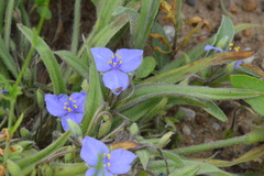 Tradescantia subacaulis