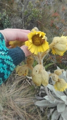 Espeletia grandiflora